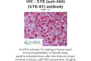 Image no. 1 for anti-Spleen tyrosine Kinase (SYK) (AA 5-360) antibody (ABIN1724001) (SYK Antikörper  (AA 5-360))