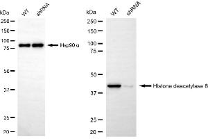Western blotting analysis using histone deacetylase 8 antibody (ABIN7798937). (Rekombinanter HDAC8 Antikörper)