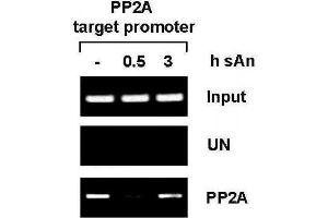 PP2A antibody (pAb) tested by ChIP analysis. (PPP2R4 Antikörper  (AA 288-303))