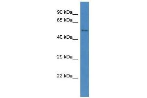 Western Blot showing Ccbe1 antibody used at a concentration of 1. (CCBE1 Antikörper  (C-Term))