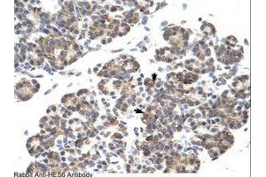 Image no. 1 for anti-Hairy and Enhancer of Split 6 (HES6) (C-Term) antibody (ABIN202083)