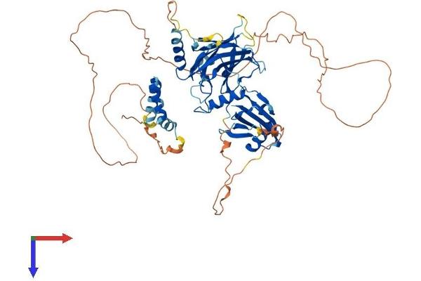 GRHL1 Protein (AA 1-618) (His tag)