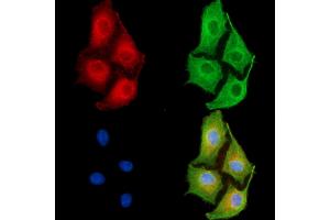 ABIN6263368 and ABIN6279540 staining  cells by IF/ICC. (MRPL33 Antikörper  (Internal Region))
