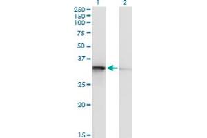 Western Blot analysis of TOMM34 expression in transfected 293T cell line by TOMM34 monoclonal antibody (M02), clone 1D2. (TOMM34 Antikörper  (AA 1-309))