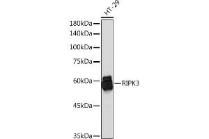 Western blot analysis of extracts of HT-29 cells, using RIPK3 Rabbit pAb (ABIN6132598, ABIN6146964, ABIN6146967 and ABIN6221084) at 1:1000 dilution. (RIPK3 Antikörper  (AA 1-120))