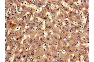 Immunohistochemistry of paraffin-embedded human liver tissue using ABIN7152309 at dilution of 1:100 (EXT2 Antikörper  (AA 180-267))