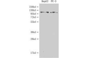 Western Blot Positive WB detected in: HepG2 whole cell lysate, Hela whole cell lysate All lanes: GPRC6A antibody at 4.
