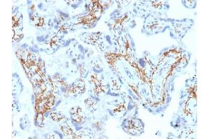 Formalin-fixed, paraffin-embedded human Placenta stained with GSTM1 Mouse Monoclonal Antibody (GSTMu1-3). (GSTM1 Antikörper)