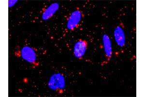 Proximity Ligation Analysis of protein-protein interactions between MAPK13 and MAPKAPK3. (MAPK13 Antikörper  (AA 1-365))
