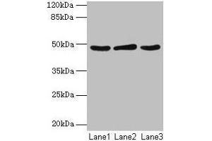 Western blot All lanes: Serpinb2 antibody at 2 μg/mL Lane 1: MCF-7 whole cell lysate Lane 2: 293T whole cell lysate Lane 3: Rat liver tissue Secondary Goat polyclonal to rabbit IgG at 1/10000 dilution Predicted band size: 48 kDa Observed band size: 48 kDa (SERPINB2 Antikörper  (AA 1-416))