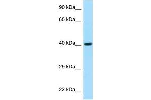 WB Suggested Anti-FUT3 AntibodyTitration: 1. (FUT3 Antikörper  (C-Term))