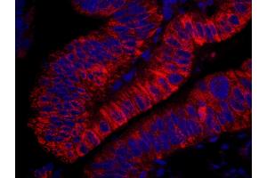 Immunofluorescence (IF) image for anti-rho Guanine Nucleotide Exchange Factor (GEF) 5 (ARHGEF5) (AA 600-650) antibody (ABIN7448930) (ARHGEF5 Antikörper  (AA 600-650))