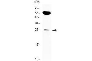 Western blot testing of mouse NIH3T3 cell lysate with CTLA-4 antibody at 0. (CTLA4 Antikörper)