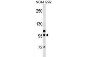 Western Blotting (WB) image for anti-Golgin A6 Family, Member B (GOLGA6B) antibody (ABIN3000645)