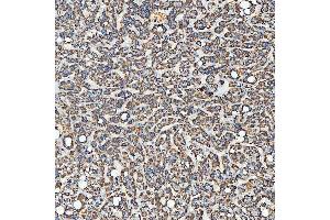 IHC analysis of SEC23IP using anti-SEC23IP antibody (ABIN7601222). (SEC23IP Antikörper  (AA 30-426))