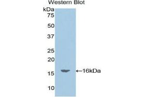 Western Blotting (WB) image for anti-Oncomodulin (OCM) (AA 1-109) antibody (ABIN1860095) (Oncomodulin Antikörper  (AA 1-109))
