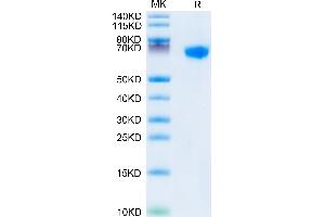 SDS-PAGE (SDS) image for Leukocyte Immunoglobulin-Like Receptor, Subfamily B (With TM and ITIM Domains), Member 1 (LILRB1) (AA 17-456) protein (His tag) (ABIN7275156)