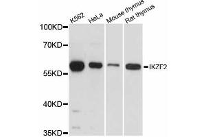 Western blot analysis of extracts of various cell lines, using IKZF2 antibody. (IKZF2 Antikörper)