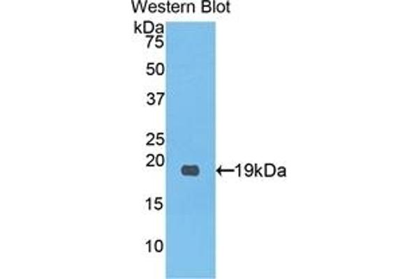 PCOLCE antibody  (AA 315-437)