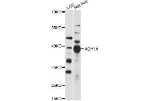 Western blot analysis of extracts of various cell lines, using ADH1A antibody (ABIN6292633) at 1:1000 dilution. (ADH1A Antikörper)
