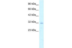 WB Suggested Anti-CLDN15 Antibody Titration:  5. (Claudin 15 Antikörper  (C-Term))