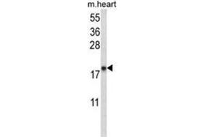 Western blot analysis of NPPA Antibody (N-term) in mouse heart tissue lysates (35ug/lane). (NPPA Antikörper  (N-Term))
