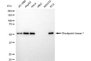 Western blotting analysis using checkpoint kinase 1 antibody (ABIN7798036). (Rekombinanter CHEK1 Antikörper)