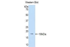 Western Blotting (WB) image for anti-Kinesin Family Member 5A (KIF5A) (AA 473-605) antibody (ABIN1859532)