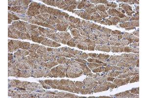 IHC-P Image ENTPD6 antibody [N1C1] detects ENTPD6 protein at cytoplasm on mouse heart by immunohistochemical analysis. (ENTPD6 Antikörper  (Center))
