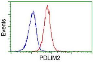 Flow cytometric Analysis of Jurkat cells, using anti-PDLIM2 antibody (ABIN2454554), (Red), compared to a nonspecific negative control antibody, (Blue). (PDLIM2 Antikörper)