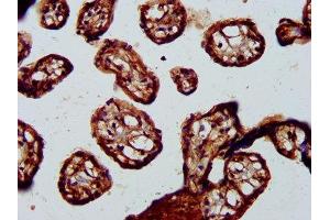 IHC image of ABIN7145788 diluted at 1:200 and staining in paraffin-embedded human placenta tissue performed on a Leica BondTM system. (BRE Antikörper  (AA 94-383))