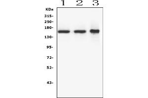 Western blot analysis of RNF123 using anti-RNF123 antibody (ABIN6719387).