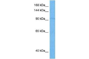 Western Blotting (WB) image for anti-Regulatory Factor X, 1 (Influences HLA Class II Expression) (RFX1) (C-Term) antibody (ABIN2792556)