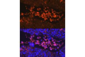 Immunofluorescence analysis of Mouse fetal using EPOR Rabbit pAb (ABIN3016975, ABIN3016976, ABIN1679740, ABIN1679741 and ABIN6219913) at dilution of 1:100. (EPOR Antikörper  (AA 274-508))