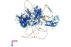 POLA1 Protein (AA 1-1462) (His tag)