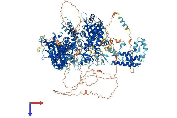 POLA1 Protein (AA 1-1462) (His tag)