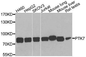 Western blot analysis of extracts of various cell lines, using PTK7 antibody (ABIN6003571) at 1/1000 dilution. (PTK7 Antikörper)
