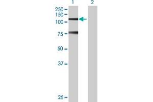 Western Blot analysis of SNRK expression in transfected 293T cell line by SNRK MaxPab polyclonal antibody. (SNRK Antikörper  (AA 1-765))