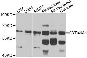 Western blot analysis of extracts of various cell lines, using CYP46A1 antibody (ABIN5996079) at 1/1000 dilution. (CYP46A1 Antikörper)