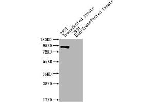 Western Blot Positive WB detected in: ureB 293T Transfected lysate, 293T non-Transfected lysate All lanes: ureB antibody at 1:2000 Secondary Goat polyclonal to rabbit IgG at 1/50000 dilution Predicted band size: 90 kDa Observed band size: 90 kDa (UreB (AA 1-569) Antikörper)