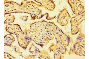 Immunohistochemistry of paraffin-embedded human placenta tissue using ABIN7154836 at dilution of 1:100