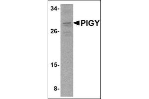 PIGY Antikörper  (C-Term)