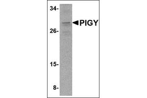 Western blot analysis of PIG-Y in A-20 cell lysate with this product at 2 μg/ml. (PIGY Antikörper  (C-Term))