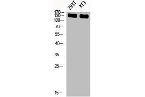 Western blot analysis of 293T 3T3 lysis using Phospho-IRS-1 (S636) antibody. (IRS1 Antikörper  (pSer636))
