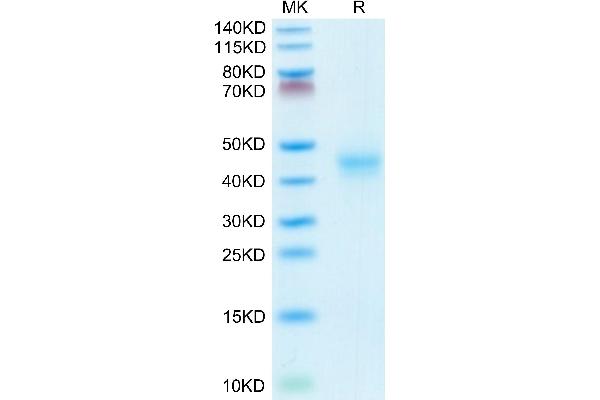CD52 Protein (CD52) (AA 24-47) (Fc Tag)
