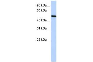 Western Blotting (WB) image for anti-Histidine-Rich Glycoprotein (HRG) antibody (ABIN2458582) (HRG Antikörper)