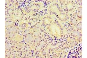 Immunohistochemistry of paraffin-embedded human pancreatic tissue using ABIN7160486 at dilution of 1:100 (MYDGF Antikörper  (AA 32-173))