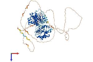 DDX17 Protein (AA 1-729) (His tag)