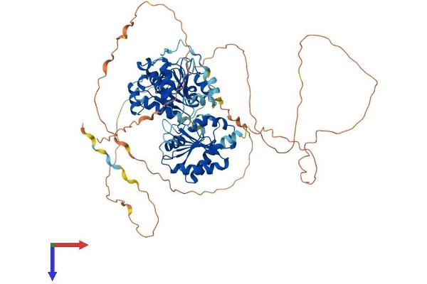 DDX17 Protein (AA 1-729) (His tag)