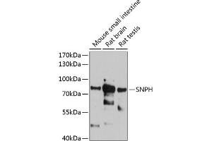 Western blot analysis of extracts of various cell lines, using SNPH antibody (ABIN6128797, ABIN6148202, ABIN6148203 and ABIN6215909) at 1:1000 dilution. (Syntaphilin Antikörper  (AA 300-425))
